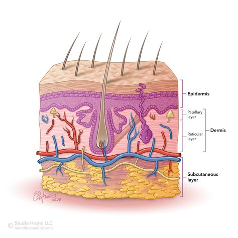 Vector illustration by Studio Hromi showing the layers of the skin and all associated microscopic anatomy. Explore more work by Emily Hromi on the Medical Illustration & Animation Sourcebook online site. #skin #dermatology #epidermis #microanatomy #vectorillustration #medical #illustration #medicalillustration #scientificillustration #medicalillustrator #scicomms #sciart #generalmedicine #medicaleducation #biology #anatomy #cellbiology #science #scientific #color #advertising #medillsb Skin Anatomy Drawing, Layers Of Skin Anatomy, Skin Layers Anatomy Project, Anatomy Of Skin, Skin Animation, Epidermis Layers, Hair Anatomy, Skin Biology, Skin Illustration