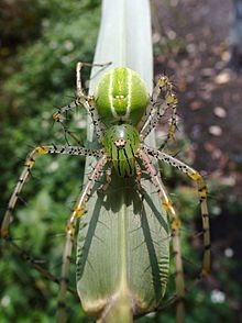 Lynx spider - Wikipedia Arachnids Spiders, Spider Species, Cool Insects, Creepy Spider, Cool Bugs, Butterfly Life Cycle, Jumping Spider, Yellow Jackets, Eye Pattern