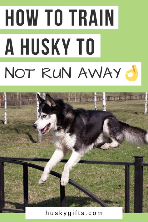 How to train a husky to not run away Husky Backyard Ideas, Husky Tips Pet Care, Husky Tips, Husky Care, Husky Shedding, Husky Puppy Training, Haski Dog, Siberian Husky Training, Husky Facts