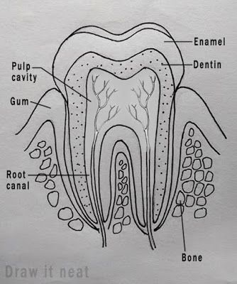 DRAW IT NEAT : How to draw tooth diagram labeled. Science Drawings Biology, Neet Biology Diagrams, Science Diagrams Biology, How To Draw A Tooth Step By Step, Teeth Anatomy Drawing, Dental Drawings, Biological Drawings, Tooth Diagram, How To Draw Teeth