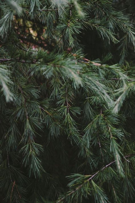 . Pine Needles, Winter Solstice, Cabins In The Woods, Nature Landscape, Pine Tree, Narnia, Winter Christmas, Belle Photo, A Tree