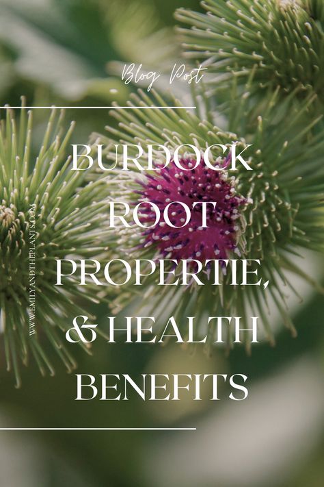 Burdock root happens to be one of the few medicinal wild plants that are perfect to harvest at this time of year. Before leaves and flowers begin to grow again.

Burdock root, known for its numerous health benefits, has been used in various cultures for centuries…. Here are some of the many health benefits that burdock root can treat Burdick Root Benefits, Burdock Root Tea Benefits, Burdock Root Tincture, Burdock Root Recipes, Burdock Root Benefits, How To Harvest Burdock Root, Burdock Root Tea, Medicinal Wild Plants, Medicine Chest