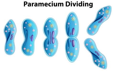 Diagrama de bacterias divisorias de paramecio Class 8, Science, Anime