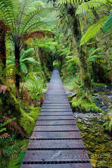 Track through ferns, native bush to Lake Matheson, near Fox Glacier, South Westland, New Zealand    NO NEW ZEALAND SOUVENIR OR POSTCARD LICENCING PERMITTED Ferns Garden, New Zealand South Island, Bedroom Window, Native Garden, Garden Landscape Design, New Zealand Travel, Tropical Landscaping, South Island, Tropical Garden