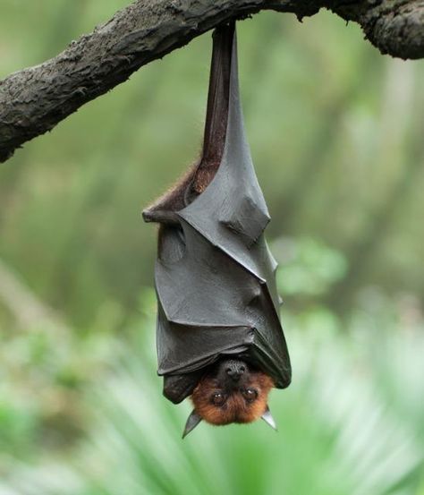 Bat Hanging Upside Down Pictures, Photos, and Images for Facebook, Tumblr, Pinterest, and Twitter Castlevania Dracula, Bat Facts, Hanging Bat, Hanging Upside Down, Bat Tattoo, Fruit Bat, Nocturnal Animals, Cute Bat, Upside Down