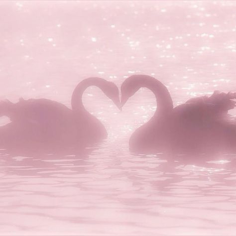 Pink Icon Aesthetic, Soft Spoken, Love Cute, Swans, About Love, Gold Plated Jewelry, We Heart It, 18k Gold, Lost