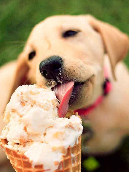 There are plenty of dog-safe alternatives to human ice cream. Dog Eating Ice Cream, Dog Ice Cream, Dog Photoshoot, Eating Ice, Therapy Animals, Eating Ice Cream, Puppy Photos, Animal Nutrition