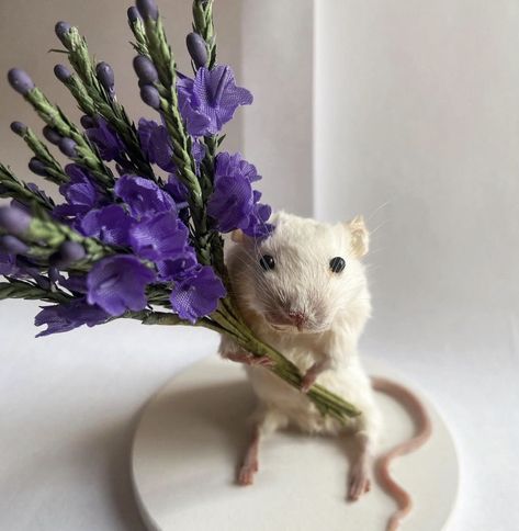 Taxidermy mouse holding a bouquet of flowers 💜 Animals Holding Flowers, Cute Taxidermy, Mouse Holding Flower, Rat With Flowers, Mouse Taxidermy, Mouse With Flower, Taxidermy Mouse, Small Rat, Holding A Bouquet Of Flowers