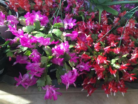 2 Pink Christmas/ThankGiving Cactus Zygo Schlumbergera Rooted live plant | eBay Nemophila Flower, Jasminum Nudiflorum, Zygo Cactus, Wall Greenhouse, Tree Types, Christmas Cactus Care, Christmas Cactus Plant, Desert Rose Plant, Holiday Cactus