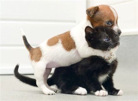 Cute Puppies And Kittens, Cat Hug, Best Puppies, Pets Cute, Animals Friendship, Kitten Love, Kittens And Puppies, Baby Animals Funny, Kittens Funny