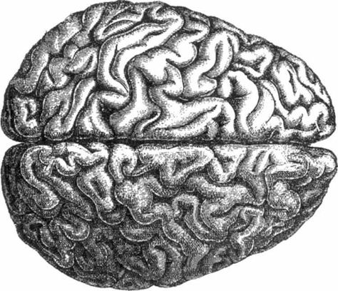 un cerebro Brain Shape, Signs Of Alzheimer's, Brain Connections, Cerebrospinal Fluid, Improve Cognitive Function, Shapes Activities, Brain Activities, Human Brain, Deep Learning