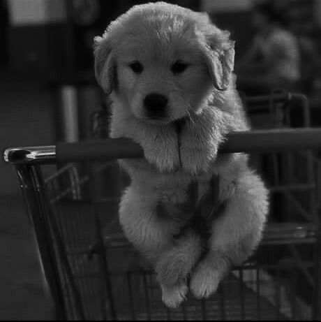 Grey Widgets, Golden Doodle Dog, Doodle Dog, Of Mice And Men, Gray Aesthetic, Black And White Aesthetic, 2024 Vision, Day Of The Week, Black N White