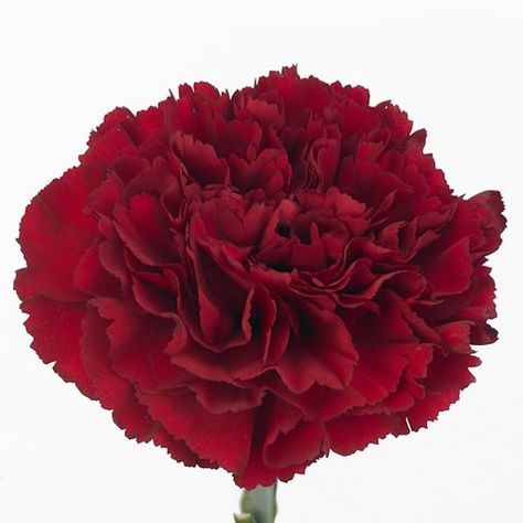 Carnation Zurigo is a Red cut flower. It is approx. 70cm tall. Burgundy Carnations, Dutch Flowers, Corporate Flowers, Red Carnation, Fall Flower Arrangements, Flower Guide, Flower Bucket, Florist Supplies, Carnation Flower