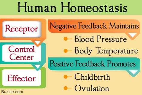 Understanding Negative and Positive Feedback in Homeostasis Negative Feedback Homeostasis, Homeostasis Biology Notes, Homeostasis Notes, Kaplan Nursing Entrance Exam, Anatomical Terminology, Svu Funny, Endoplasmic Reticulum, What Is Intelligence, Igcse Biology