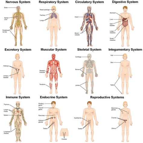 Organization Of Life, Normal Body Temperature, Human Body Organs, Human Body Temperature, What Is Human, Human Nutrition, Human Body Anatomy, Organ System, Human Body Systems