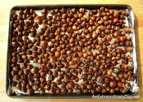 wash acorns in several changes of water; spread on cookie sheet and air dry; Set your oven for 175 or 200 degrees.  (In my haste I set mine for 250 degrees, but some of them darkened a little too much.)  Bake your acorns with the oven door ajar for several hours to dry and debug them…turning them (stir them around) several times. Glue on caps if necessary. Dried Acorns, Door Ajar, Acorn Garland, Outside Fall Decor, Quirky Christmas, Fall Acorns, Acorn Crafts, Acorn And Oak, Oak Forest