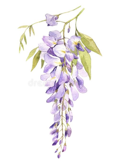 Watercolor hand drawn wisteria blossom isolated on white royalty free stock photo Wisteria Vine Drawing, Wisteria Illustration, Wisteria Drawing, Wisteria Watercolor, Watercolor Vines, Wisteria Art, Botanical Images, Spring Foliage, Vine Drawing