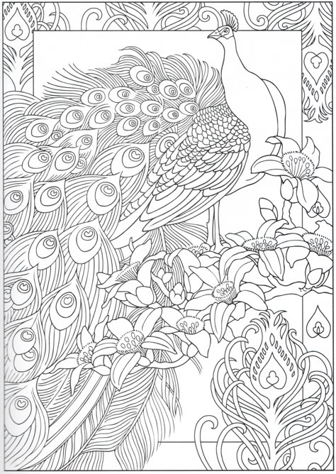 Peacock coloring page 29/31 Peacock Coloring Pages, Peacock Drawing, Creative Haven Coloring Books, Designs Coloring Books, Bird Coloring Pages, Adult Colouring Pages, Peacock Art, Coloring Pages To Print, Animal Coloring Pages