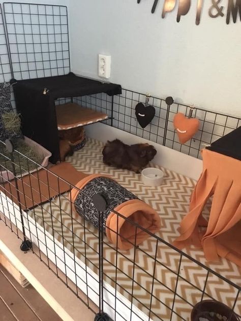 Guinea Pig Aesthetic Cage, Guinea Pig Cage Ideas Aesthetic, Guniea Pig Indoor Cage, Guenia Pig Cages Ideas, Guinea Pig Cage Ideas Indoor, Guinea Pig Cage Setup Ideas, Indoor Guinea Pig Cage Ideas, Guinea Pig Cage Ideas Diy, Cute Guinea Pig Cage Ideas