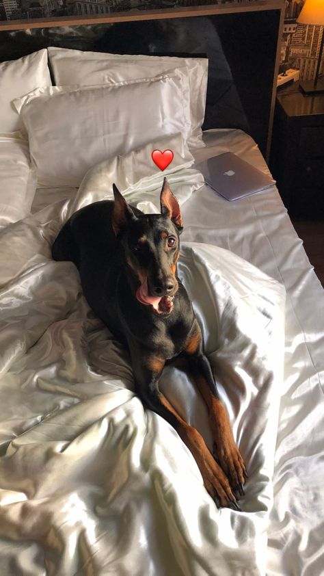 Evan Zanders, Liz Tomforde, Black Doberman, Doberman Pinscher Dog, Scary Dogs, Doberman Puppy, Doberman Dogs, Pretty Dogs, Mile High