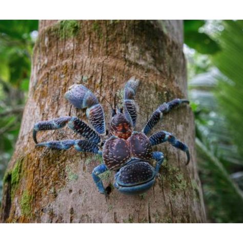 THE COCONUT CRAB! - largest land crustacean - also known as robber crabs - they eat coconuts - babies are born at sea but adults can drown - can live for 60 years! - found across the Indo-Pacific from islands near Zanzibar to the Gambier Islands #love #like #virals #travelagent #traveladdict #travel2024 #supportsmallbusinessowners #bookwithme #bucketlist #takeoff #beach #beachlife #beachvibes #explore #seetheworld Robber Crab, Coconut Crab, Crustaceans, Travel Agent, Beach Life, Crab, Coconut, Canning, Quick Saves