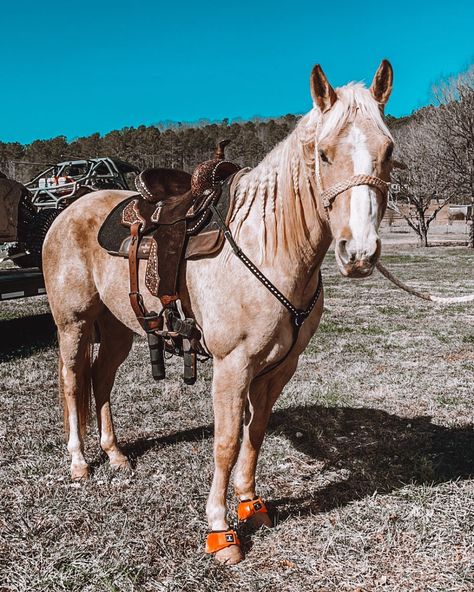 dump of the month💗⚡️ #western #barrelracing #photodump Western Riding Tack, Bling Horse Tack, Barrel Horses, Western Horse Riding, Novel Aesthetic, Horses Western, Dream Birthday, Western Horses, Instagram Dump