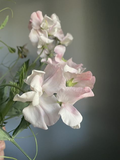 Visual Board, Sweet Peas, Month Flowers, Delphinium, Flower Illustration, Birth Month, Sweet Pea, Love Flowers, Flowers Photography