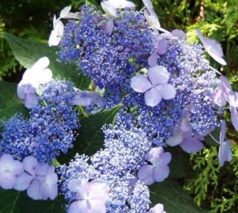 Blue Bird Lacecap Hydrangea hydrangea serrata blue bird Spectacular lace-cap bloom has a ring of sea-blue sterile florets surrounding a large cluster of rich blue fertile flowers. Blooms in early summ Mountain Hydrangea, Hydrangea Shade, Lacecap Hydrangea, Shrubs For Borders, Strawberry Hydrangea, Mophead Hydrangea, Lace Cap Hydrangea, Hydrangea Serrata, Big Leaf Hydrangea