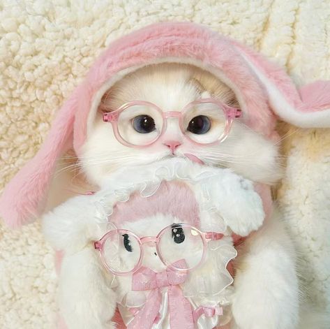 Angora Cats, Cute Bunny Pictures, Whatsapp Wallpaper Cute, Cat Pfp, Cat Tattoos, Cute Small Animals, Cute Little Kittens, Cute Cat Wallpaper, Cute Cats Photos