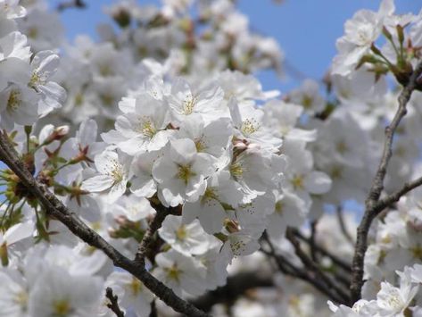 10 Types of Ornamental Cherry Trees | HGTV  Bring on the cherry blossoms! Find the perfect ornamental cherry tree for your outdoor space with inspiration from the National Cherry Blossom Festival in Washington, D.C. Here are 10 varieties you can spot at the event. Magnolia Tree Types, Types Of Cherries, Ornamental Cherry, Tree Buds, Flowering Cherry Tree, Cherry Trees, Cherry Blossom Festival, Magnolia Trees, White Cherries