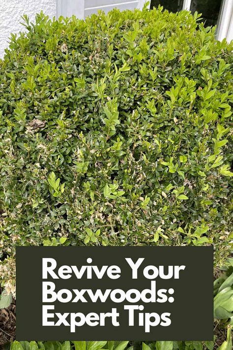 Boxwood Shrubs, Boxwood Bush, Japanese Boxwood, Green Tower, Box Wood Shrub, Boxwood Plant, White Picket Fence, Gardening 101, Diy Backyard Landscaping