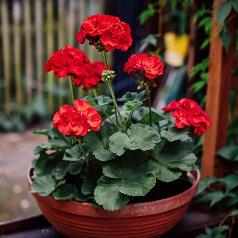 Martha Washington Geranium, Geranium Color, Geranium Care, Citronella Plant, Scented Geranium, Fountain Grass, Geranium Flower, Peace Lily, The Leaf