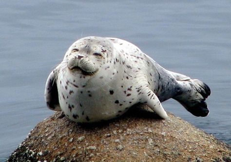 A smiling seal. Funny Seals, Harbor Seal, Cute Seals, Seal Pup, Seal Of Approval, Baby Seal, A Seal, Marine Mammals, Sea Lion