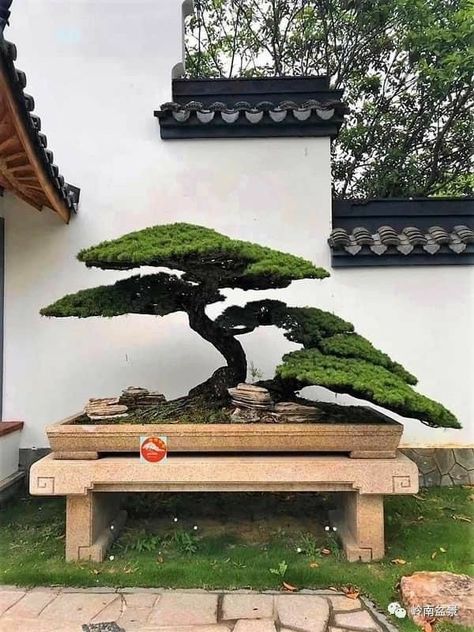 Garden Bonsai Tree, Japanese Bonsai Tree, Bonsai Forest, Bonsai Tree Types, Bonsai Techniques, Bonsai Tree Care, Japanese Garden Landscape, Indoor Bonsai Tree, Juniper Bonsai