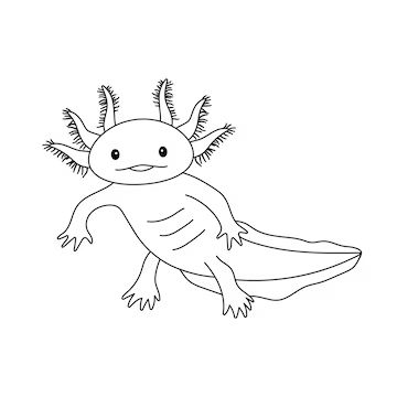 Premium Vector | Vector illustration of cute axolotl salamander isolated on white drawing in outline style for coloring book Cute Salamander Drawing, Axolotl Outline, Axolotl Drawings, Salamander Drawing, Axolotl Drawing, Cute Axolotl, Vbs 2024, Shrink Art, Drawings Ideas