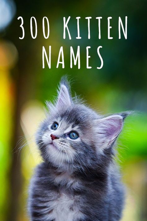 Cute Kittens Names, Cute Names For Cats Kittens, Female Kitten Names Unique, Make Cat Names, Cat Name Ideas Unique, Names For Cats Unique, Gray Kitten Names, Black Kitten Names, Good Cat Names