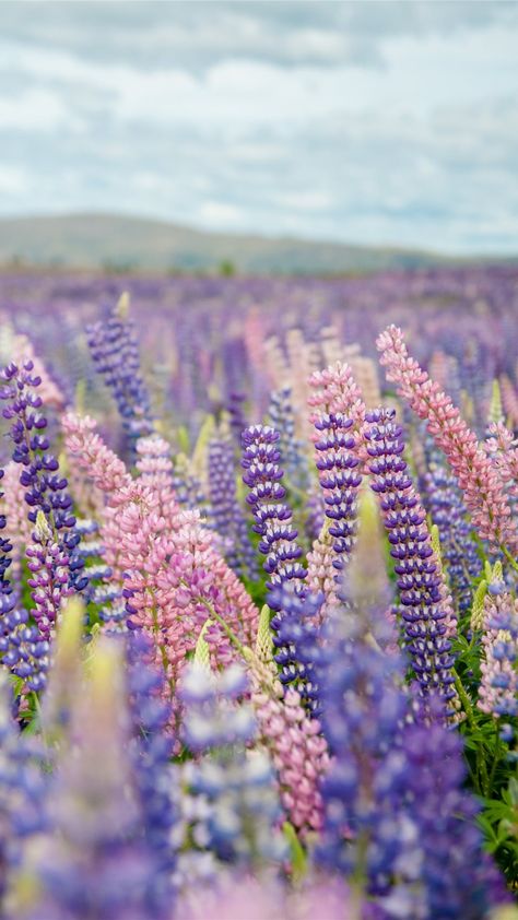 Tekapo  New Zealand #plant #lupin #Blossom #flower #newzealand #colours #flowers Wallpaper Edgy, Frühling Wallpaper, Neon Wallpapers, New Zealand Travel Guide, Background Retro, Wallpaper Homescreen, Spring Images, Illustration Wallpaper, New Zealand Landscape