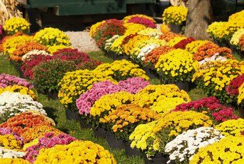 How to Prune Potted Mums Hardy Mums, Caring For Mums, Potted Mums, Fall Perennials, Beginners Landscaping, Garden Mum, Fall Mums, Fall Containers, Mums Flowers