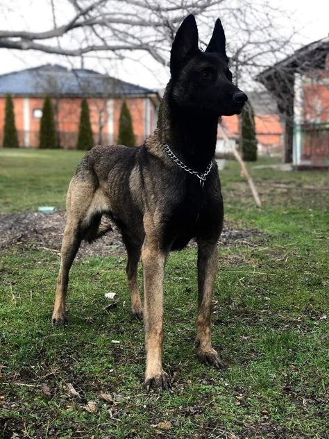 After 700 days at the shelter, an elderly dog finally got a new home and a new name! Malinois Dog Colors, Silver Belgian Malinois, Belgian Malinois Jet Black, German Shepherd Belgian Malinois, Belgian Malinois Scary, Black Malinois Dog, Blue Belgian Malinois, Mallinos Dog, Belgian Malinois Aesthetic