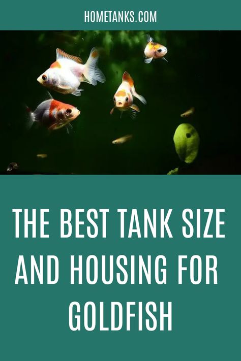 Goldfish are among the most popular pets in the world. These small fish are easy to care for and make great companions. Read through this blog to know the best tank size and housing requirements for goldfish. #goldfish #aquariumfish #freshwaterfish Goldfish Care, Miniature Aquarium, Goldfish Aquarium, Aquarium Store, Goldfish Tank, Small Fish Tanks, Fish Home, Freshwater Aquarium Fish, Small Tank