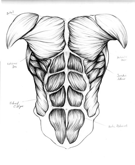 Muscles of the Trunk by OuchIllustrates Face Muscles Anatomy, Anatomy Muscles, How To Draw Muscles, Human Muscle Anatomy, Figure Drawing Tutorial, Anatomy Images, Human Body Drawing, Anatomy Tutorial, Human Body Anatomy