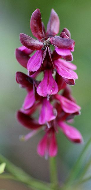 Indigopflanze / true indigo (Indigofera tinctoria) | Flickr - Photo Sharing! August Prayer, Indigo Tattoo, Indigofera Tinctoria, Dye Plants, Indigo Flower, Flower Structure, Wild Indigo, Indigo Plant, Prayer Wheel