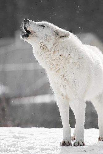 Arctic Wolf Lup Singuratic, Baby Wolves, Real Animals, Arctic Wolf, Psy I Szczenięta, Champion Shoes, Wolf Wallpaper, Wolf Love, Wild Wolf