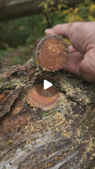 John on Instagram: "Finding fatwood, which is wood found in pine trees that has a high resin content. It's very flammable so it's great for fire making #fyp #foryou #bushcraft #survival #outdoors #camping #selfreliance #outdoorlife #fatwood #offgrid #foraging #pineknot #reels #firemaking #survivaltips #survivalskills #primitiveskills" Survival Hacks Diy, Bushcraft Projects, Hiking Hacks, Outdoor Hacks, Survival Fire, Bushcraft Skills, Rv Camping Tips, Camping Hacks Diy, Survival Skills Life Hacks