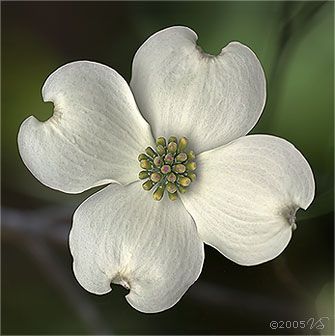 White Dogwood | Virginia Saunders Fine Art Photography Dogwood Flower Photography, Dogwood Flower, Dogwood Blooms, Dogwood Flowers, Floral Photo, Flower Template, Beautiful Flowers Pictures, Flower Beauty, Pictures To Draw