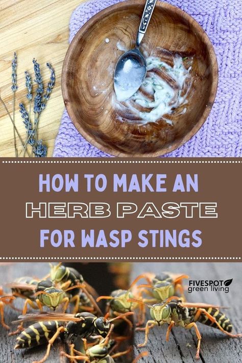 Herbs for Wasp Sting Essential Oils For Wasp Stings, Wasp Stings Relief, Natural Wasp Repellent, Wasp Sting Remedy, Wasp Sting, Wasp Repellent, Sting Relief, Wasp Stings, Types Of Herbs