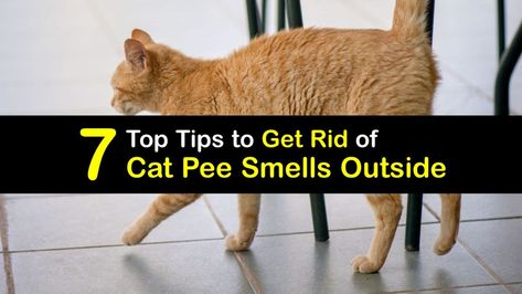 11 Natural Ways to Keep Stray Cats Away How To Remove Cat Pee Smell, Remove Cat Pee Smell, House Smells Like Cat Pee, Cat Smell Out Of House How To Remove, How To Get Rid Of Cat Pee Smell In House, Cat Smell Out Of House, Cat Urine Smell Remover, Cat Smell, Cat Pee Smell Removal