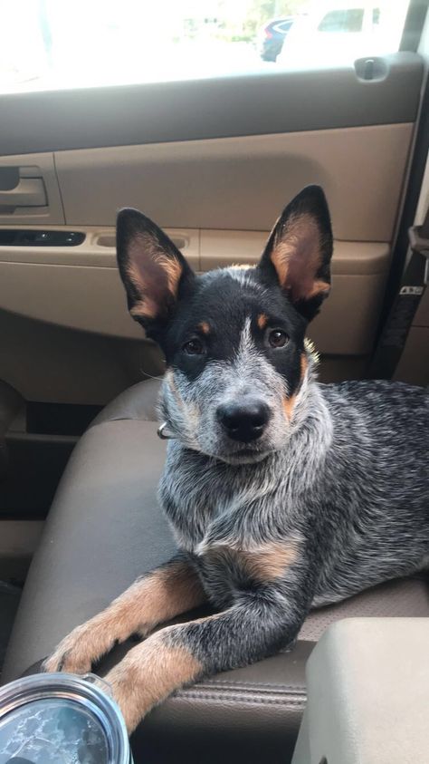 Aussie Cattle Dog, Austrailian Cattle Dog, Blue Heeler Puppies, Heeler Puppies, Blue Heeler Dogs, Dog Red, Australian Cattle Dogs, Australian Cattle Dog Blue Heeler, Puppies Funny