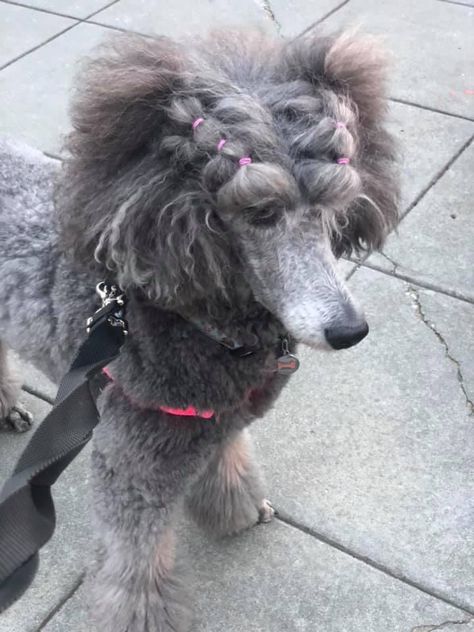 Poodle Haircut Styles Mohawk, Poodle Haircut Styles Funny, Standard Poodle Haircut Styles, Miniature Poodle Haircuts, Poodle With Mohawk, Poodles Standard, Standard Poodle Cuts, Poodle Creative Grooming, Poodle Hairstyles