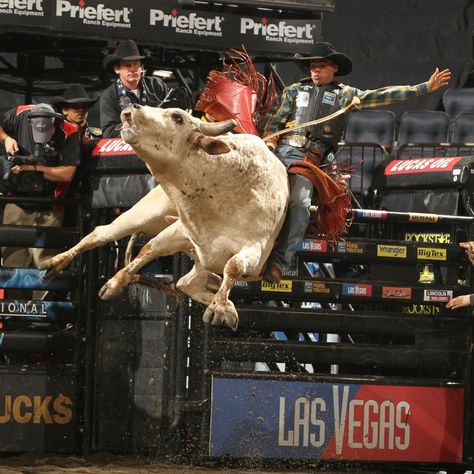 Pbr Bull Riders, Pbr Bull Riding, Bucking Bulls, Bronc Riding, Professional Bull Riders, Rodeo Cowboys, Real Cowboys, Rodeo Horses, Built Ford Tough